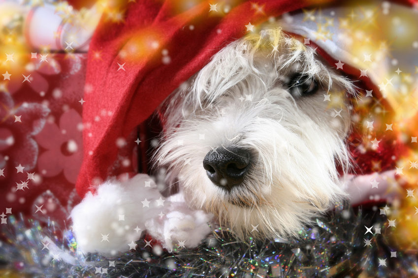 Mit diesen Weiheschenken und selbstgebackenen Hundekekse wird Weihnachten auch für den Hund zum Fest Mit diesen Weiheschenken und selbstgebackenen Hundekekse wird Weihnachten auch für den Hund zum Fest