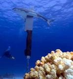 Das Shark-Monument im Roten Meer Das Shark-Monument im Roten Meer