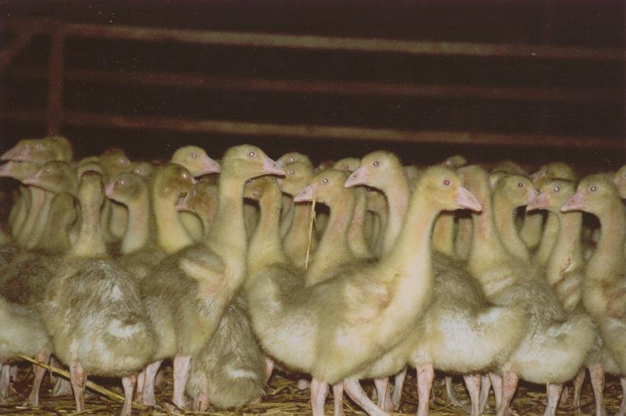 Martinsgans: Deutsches Tierschutzbüro warnt vor Verbrauchertäuschung Martinsgans: Deutsches Tierschutzbüro warnt vor Verbrauchertäuschung