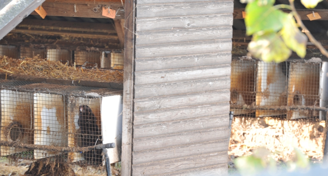 Deutsches Tierschutzbüro: In Frankenförde werden diesen Monat tausende Tiere vergast - Demonstration Deutsches Tierschutzbüro: In Frankenförde werden diesen Monat tausende Tiere vergast - Demonstration