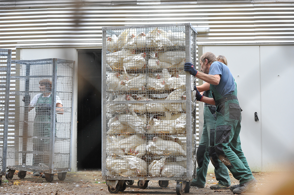 Deutsches Tierschutzbüro deckt Tierquälerei bei Landkost auf Deutsches Tierschutzbüro deckt Tierquälerei bei Landkost auf