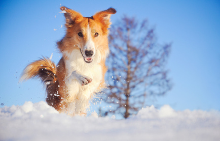 Winterwandern: Alle Tipps und Gastgeber für einen winterlichen Urlaub mit Hund auf hunde-urlaub.net