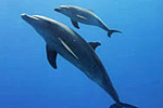 Patendelfin Ferdinand-Destiny aus dem Roten Meer mit Nachwuchs. Patendelfin Ferdinand-Destiny aus dem Roten Meer mit Nachwuchs.