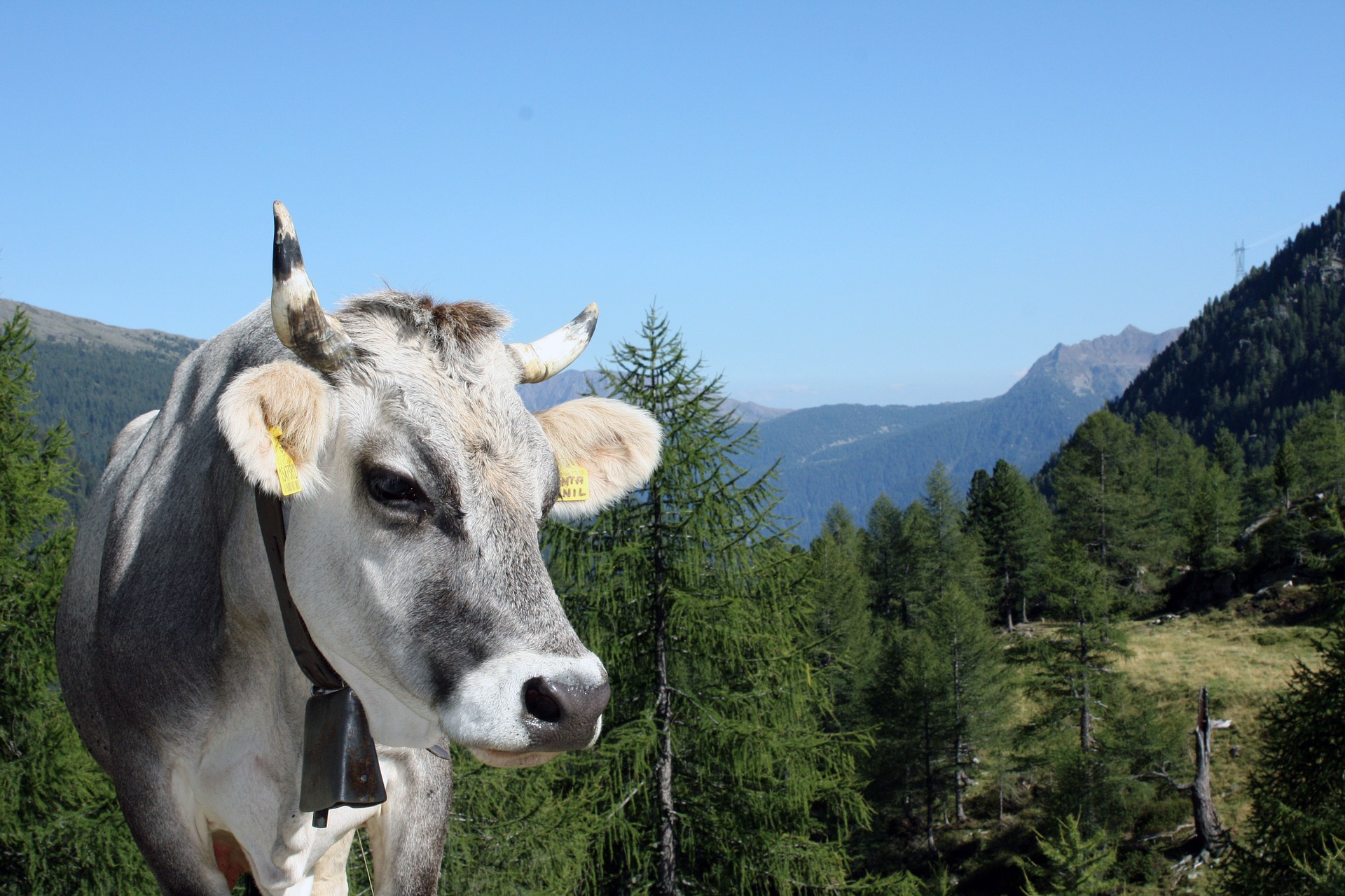 Google bevorzugt die Tirol-Domains bei regionalen Suchanfragen. Google bevorzugt die Tirol-Domains bei regionalen Suchanfragen.