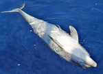 Ein toter Delfin treibt in der Adria. (Bildquelle: @ S.Hartmann)