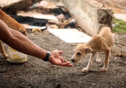 Straßenhunde brauchen dringend Hilfe Straßenhunde brauchen dringend Hilfe