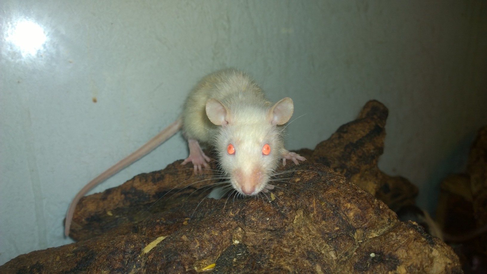 Deutsches Tierschutzbüro e.V. ist erschüttertüber Tierquälerei in Nürnberger Zoofachhandel - Strafa Deutsches Tierschutzbüro e.V. ist erschüttertüber Tierquälerei in Nürnberger Zoofachhandel - Strafa