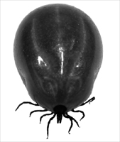 Zecke © Carola Schubbel - fotolia.com