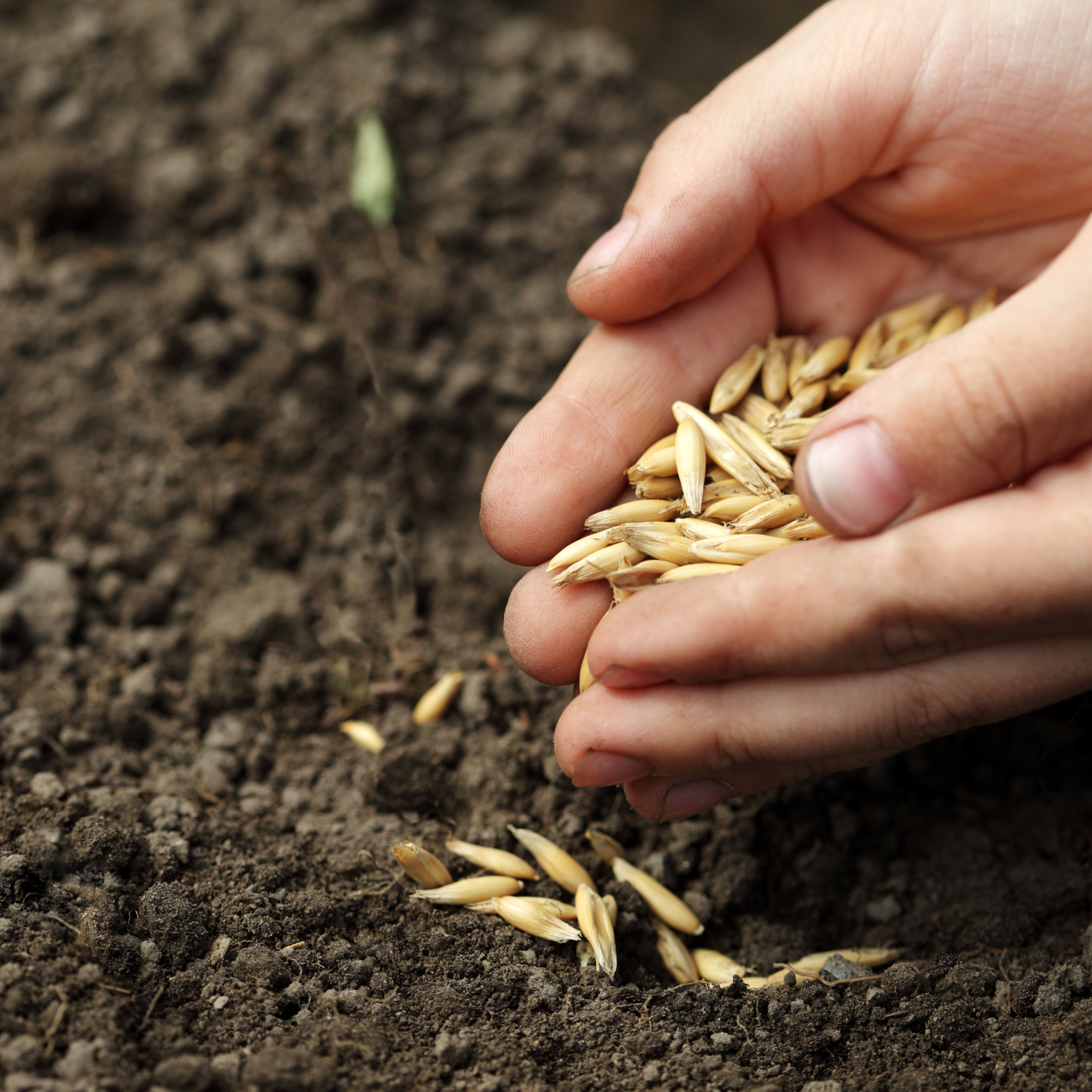 Humusreich - für gesunde Böden, gesundes Wachstum, gesunde Tiere, gesunden Ertrag und optimale Nutzu Humusreich - für gesunde Böden, gesundes Wachstum, gesunde Tiere, gesunden Ertrag und optimale Nutzu