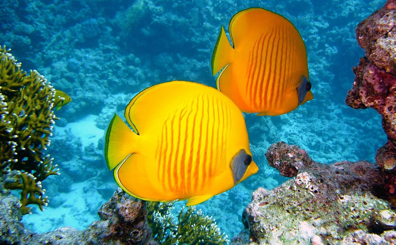 Osmoseanlage auch für Aquarium Osmoseanlage auch für Aquarium