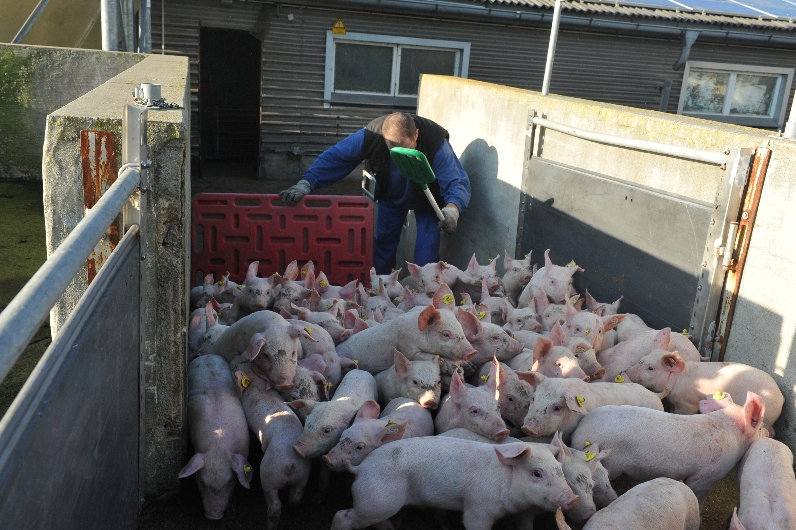 Das Deutsche Tierschutzbüro hat jetzt Anzeige gegen den Betreiber des Schweinehochhauses erstattet.
