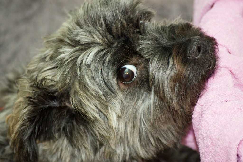 Parasitenfreier Hund Parasitenfreier Hund