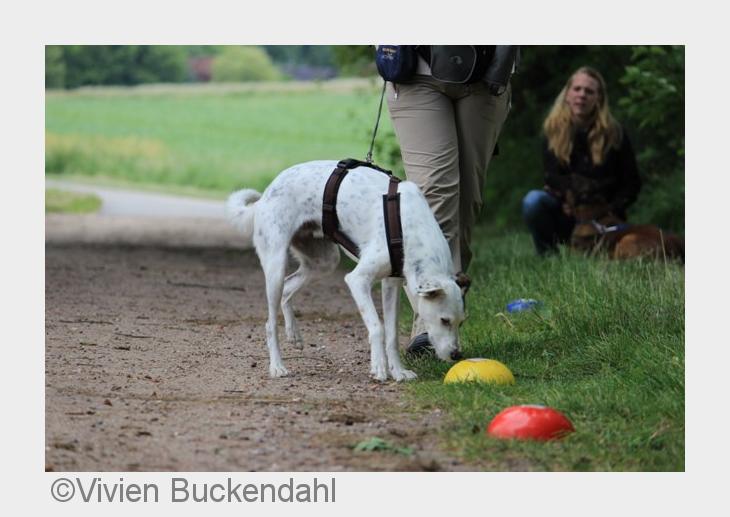 Krimitour mit Hund (Bildquelle: Vivien Buckendahl)