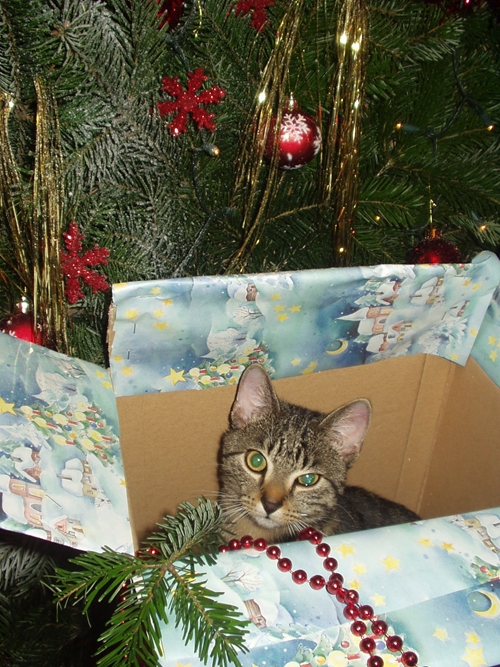 Deutscher Tierhilfe Verband: Zu Weihnachten lieber ein Stofftier Deutscher Tierhilfe Verband: Zu Weihnachten lieber ein Stofftier