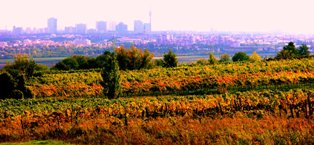Blick von Jedlersdorf auf Wien