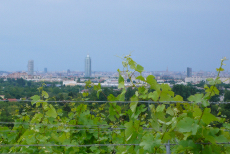 Blühende Weinranken