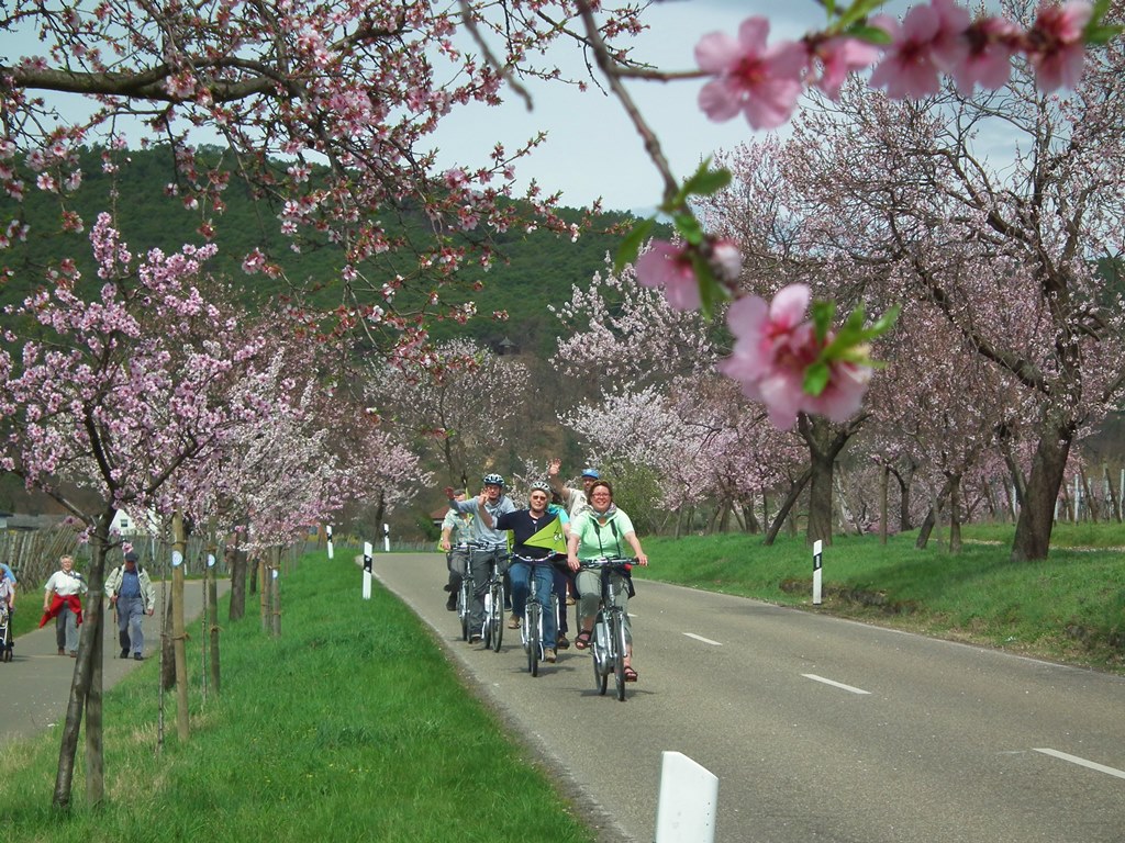 E-Bike Radtouren mit genussradeln-pfalz - man erlebt die rosa  Landschaft  besonders intensiv.