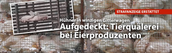 Staatsanwaltschaft ermittelt gegen Landkost-Ei - Supermärkte nehmen Eier aus dem Sortiment Staatsanwaltschaft ermittelt gegen Landkost-Ei - Supermärkte nehmen Eier aus dem Sortiment