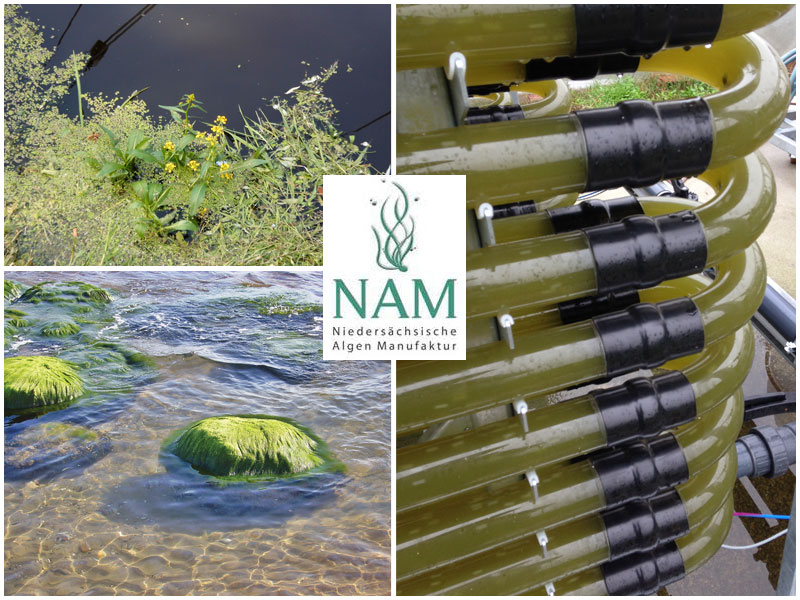 NAM Niedersächsische Algen Manufaktur GmbH