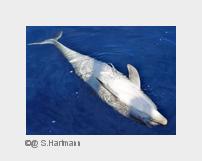 Ein toter Delfin treibt in der Adria. (Bildquelle: @ S.Hartmann) Ein toter Delfin treibt in der Adria. (Bildquelle: @ S.Hartmann)