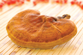 Der Reishi ist bei vielen Atemwegserkrankungen mit Husten ein wertvoller Vitalpilz. Der Reishi ist bei vielen Atemwegserkrankungen mit Husten ein wertvoller Vitalpilz.