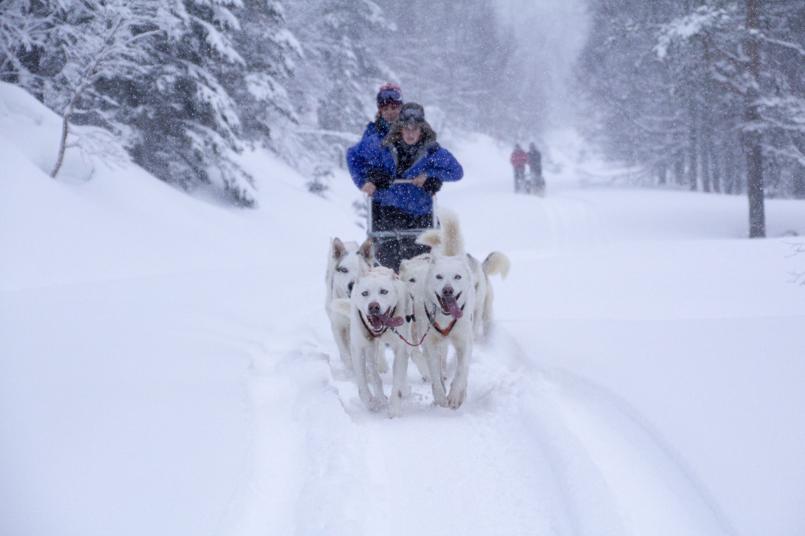 Schüler des Outdoor College auf dem Hundeschlitten