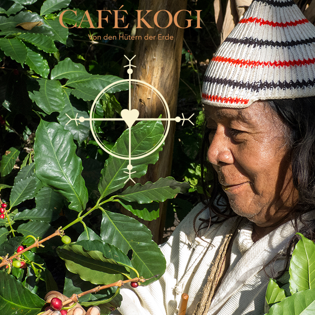 Máma José Gabriel, Oberhaupt der Kogi erntet selbst auch Kaffee Máma José Gabriel, Oberhaupt der Kogi erntet selbst auch Kaffee