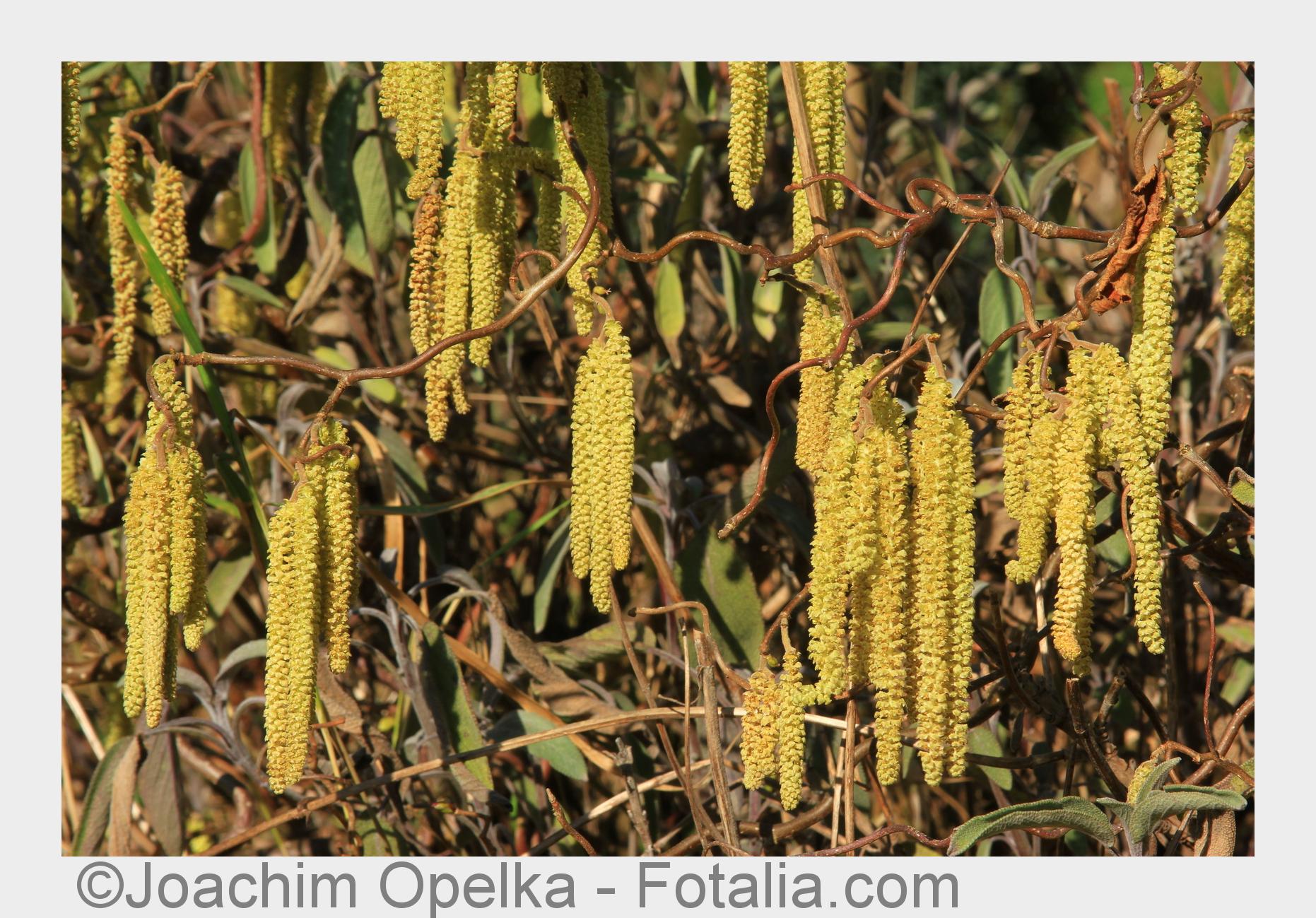 Ärger für Heuschnupfen-Patienten: Haselnuss-Pollen bllühen bis zu sechs Wochen früher. (Bildquelle: 