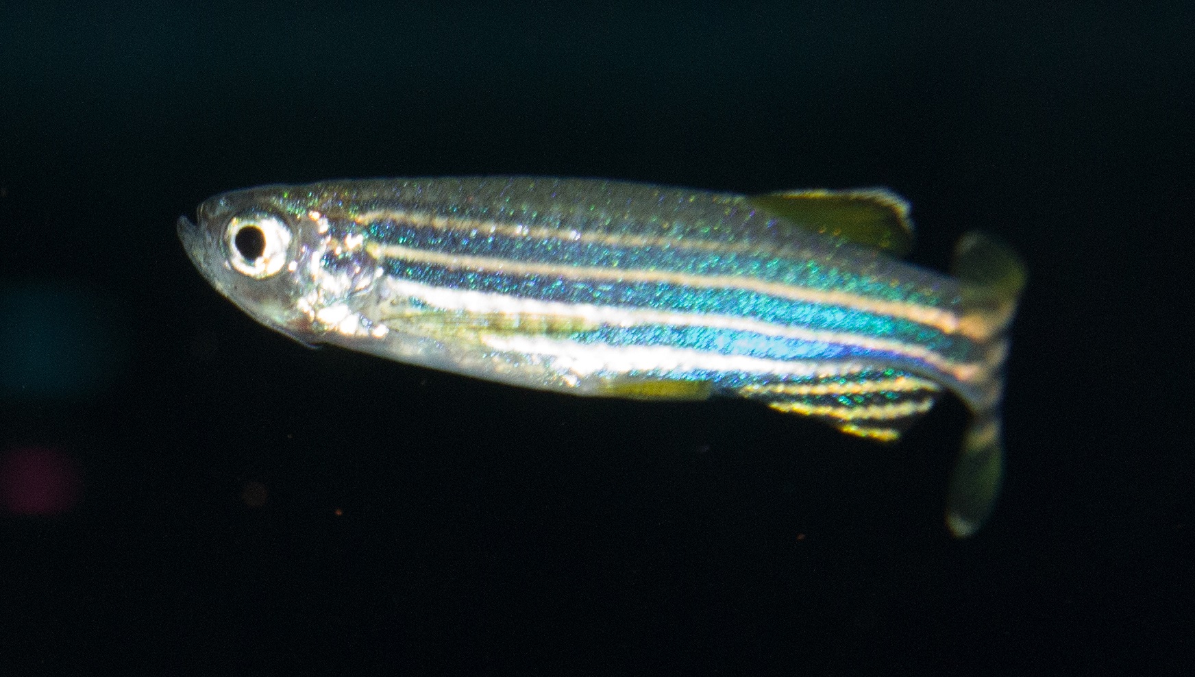 Zebrafische im Lehrstuhl für Tierphysiologie an der Universität Bayreuth. helfen dabei das Wachstum Zebrafische im Lehrstuhl für Tierphysiologie an der Universität Bayreuth. helfen dabei das Wachstum