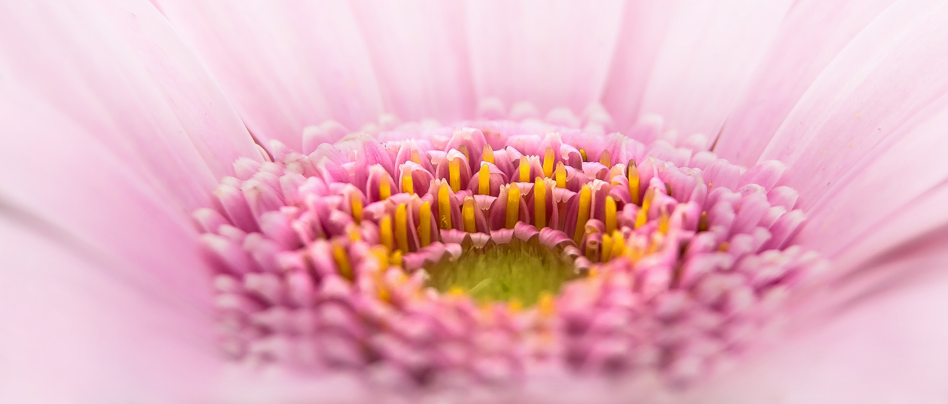 Für Blumen und Garten: Flowers-Domains und Garden-Domains