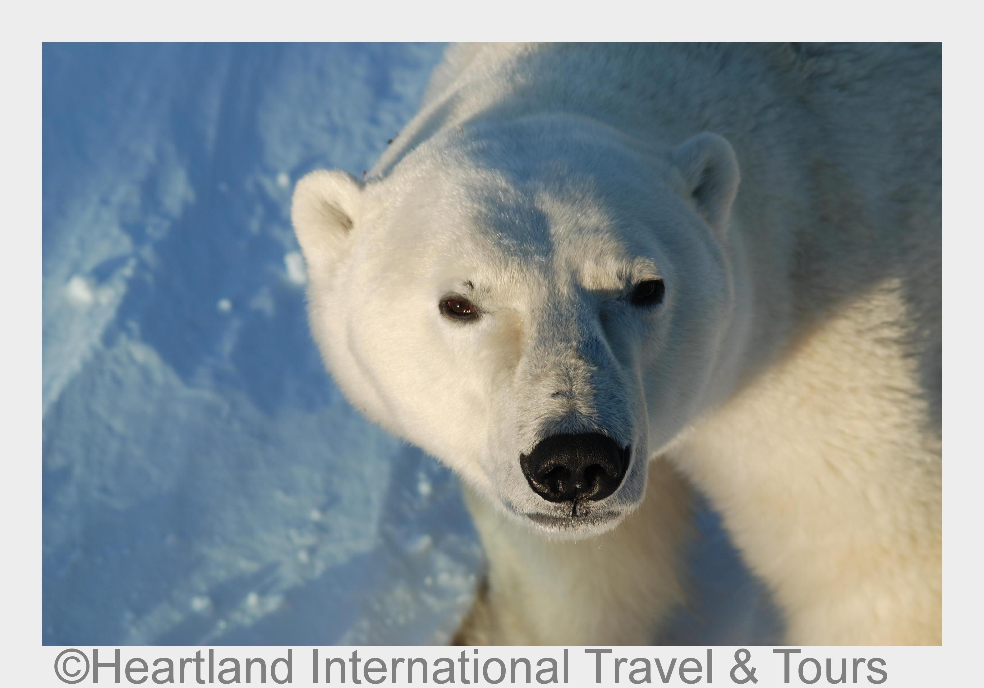 Eisbär in Churchill (Bildquelle: Heartland International Travel& Tours) Eisbär in Churchill (Bildquelle: Heartland International Travel& Tours)