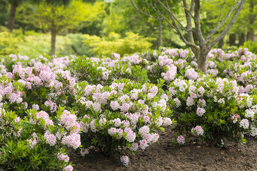 Bloombux als blühender, immergrüner Blickfang in jedem Garten Bloombux als blühender, immergrüner Blickfang in jedem Garten