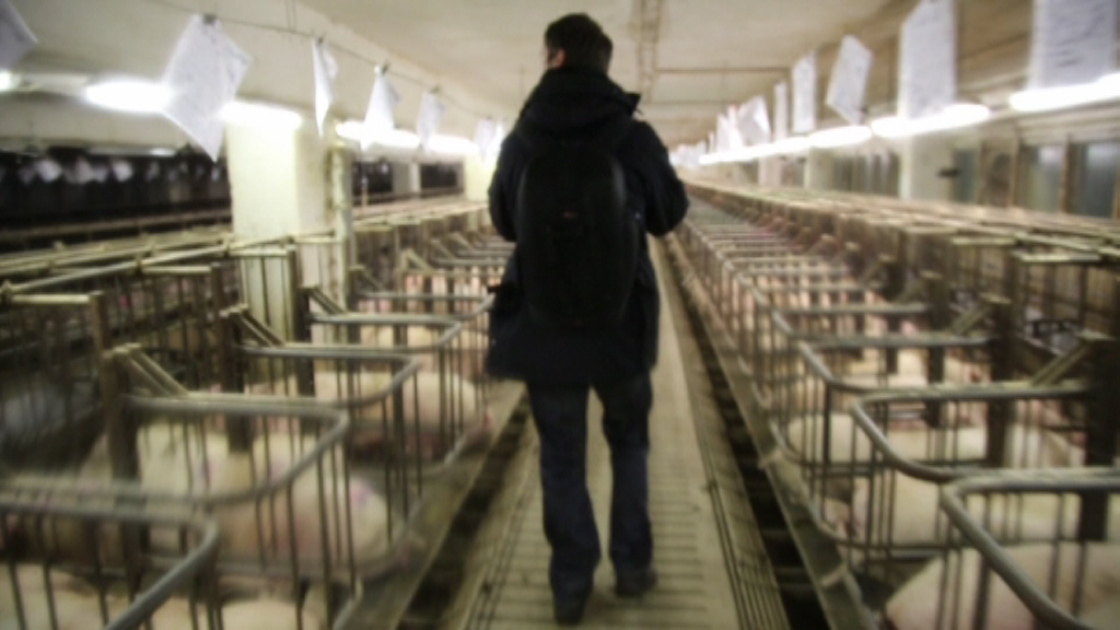 Deutsches Tierschutzbüro deckt auf: Tierquälerei im Schweinehochhaus