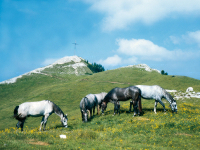 Lipizzaner Sommerweide Lipizzaner Sommerweide