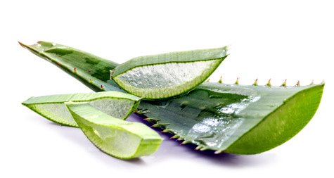Aloe Vera Aloe Vera