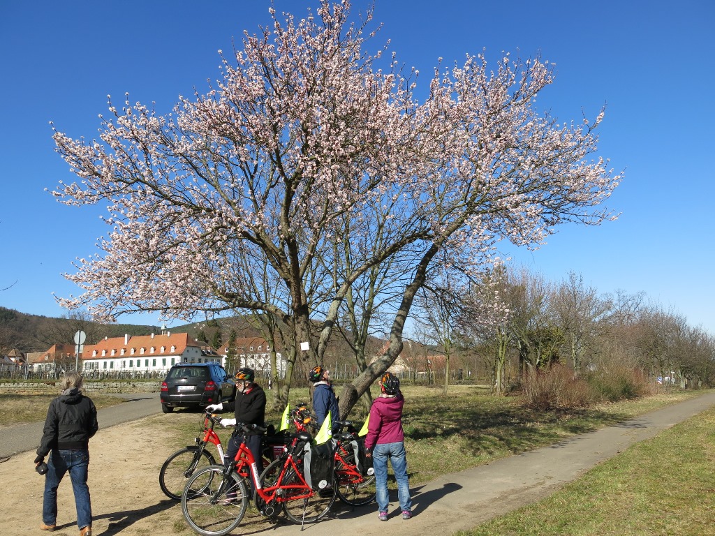 Einige Mandelbäume rund um Gimmeldingen blühenüppig. genussradeln-pfalz bietet E-Bike Ausflüge an Einige Mandelbäume rund um Gimmeldingen blühenüppig. genussradeln-pfalz bietet E-Bike Ausflüge an