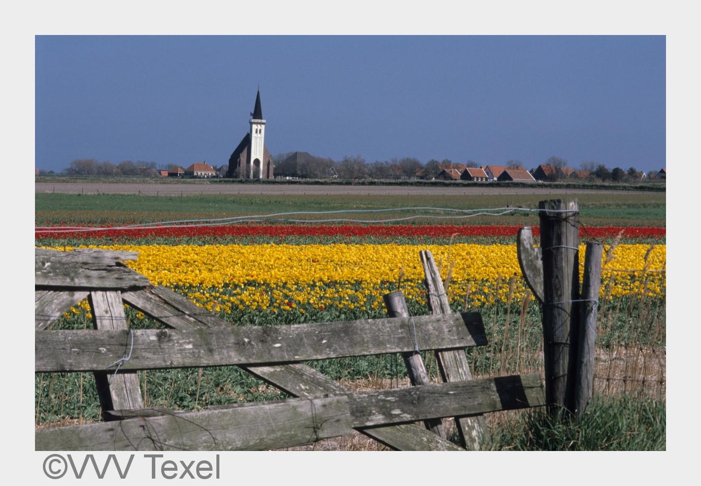 Blumenfelder auf Texel (Bildquelle: VVV Texel) Blumenfelder auf Texel (Bildquelle: VVV Texel)