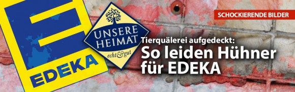 Deutsches Tierschutzbüro deckt auf: Tierquälerei für Edeka-Edelmarke Deutsches Tierschutzbüro deckt auf: Tierquälerei für Edeka-Edelmarke
