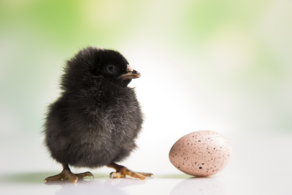Huhn oder Ei? - am besten beides: Marketing als Ideengeber für die Produktentwicklung Huhn oder Ei? - am besten beides: Marketing als Ideengeber für die Produktentwicklung