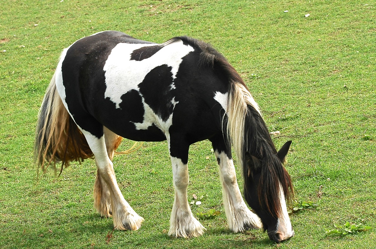 Horsemanship auch auf der Weide