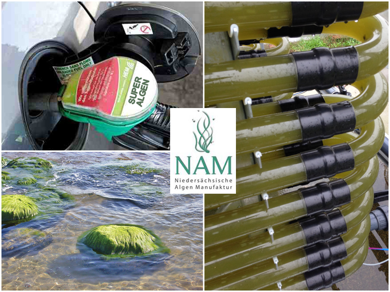 Algen in den Tank?Wie geht das??Seminarbeitrag NAM Niedersächsische Algen Manufaktur GmbH
