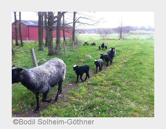 Gotlandschafe bei Cocoonmeetings (Bildquelle: Bodil Solheim-Göthner)
