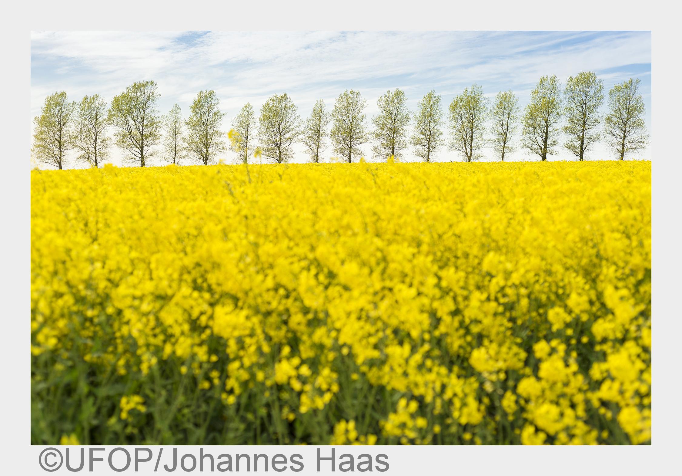 Rapsblüte 2015 hat begonnen (Bildquelle: UFOP/Johannes Haas)