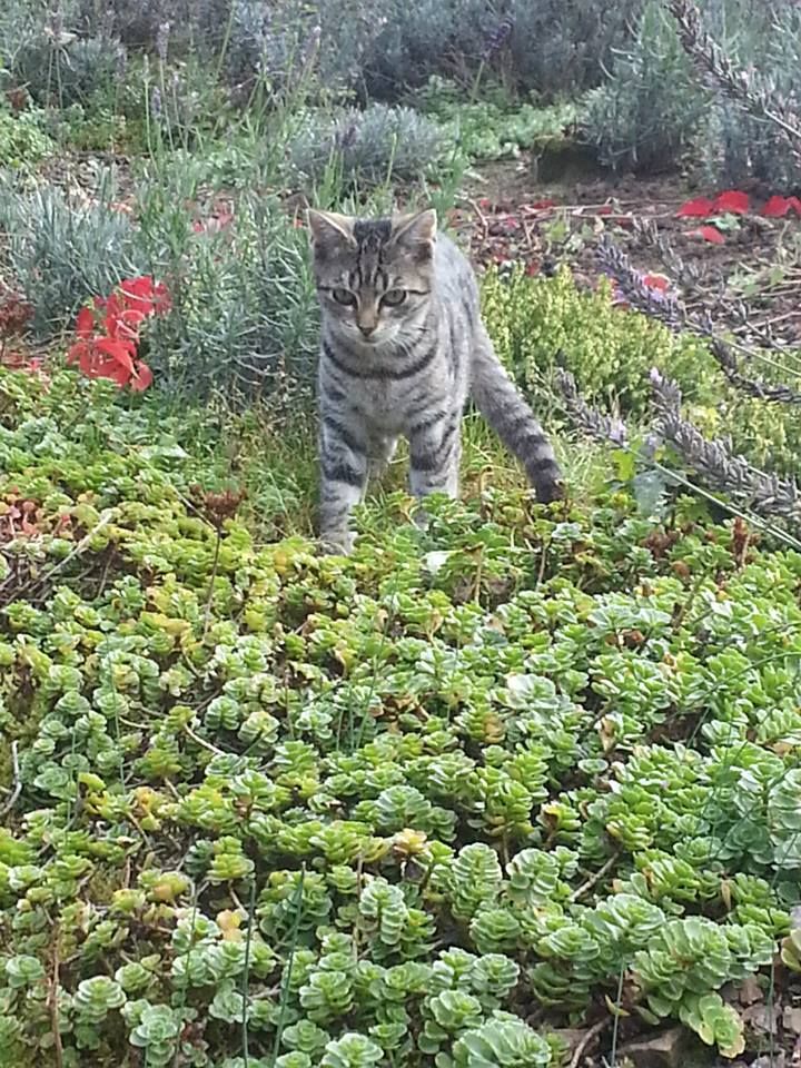 Katzen können Zecken ins Haus einschleppen