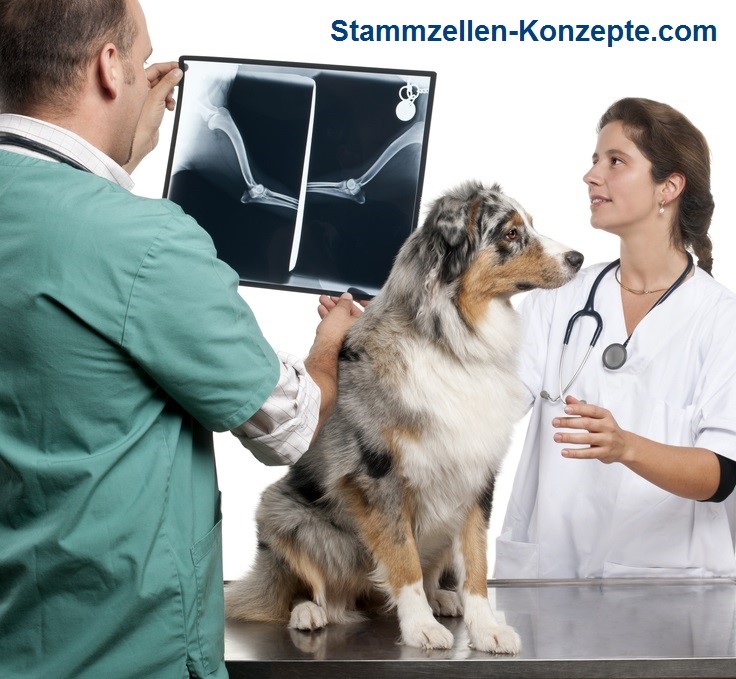 Stammzellen-Konzepte.com: Behandlung von Hunden mit Stammzellen als Arthrose-Therapie.