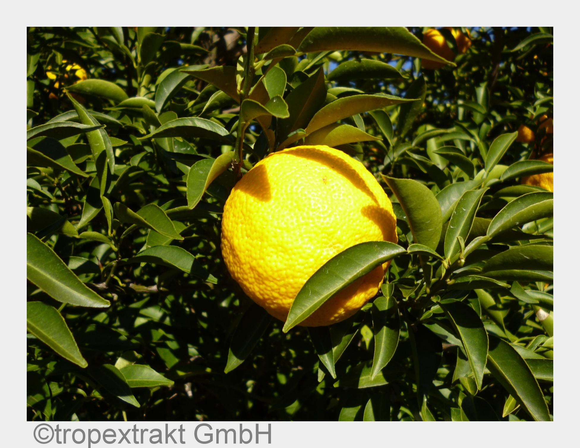 Exotisch und kostbar: Eine Yuzu-Frucht liefert nur 10 bis 12 ml Saft. (Bildquelle: tropextrakt GmbH)
