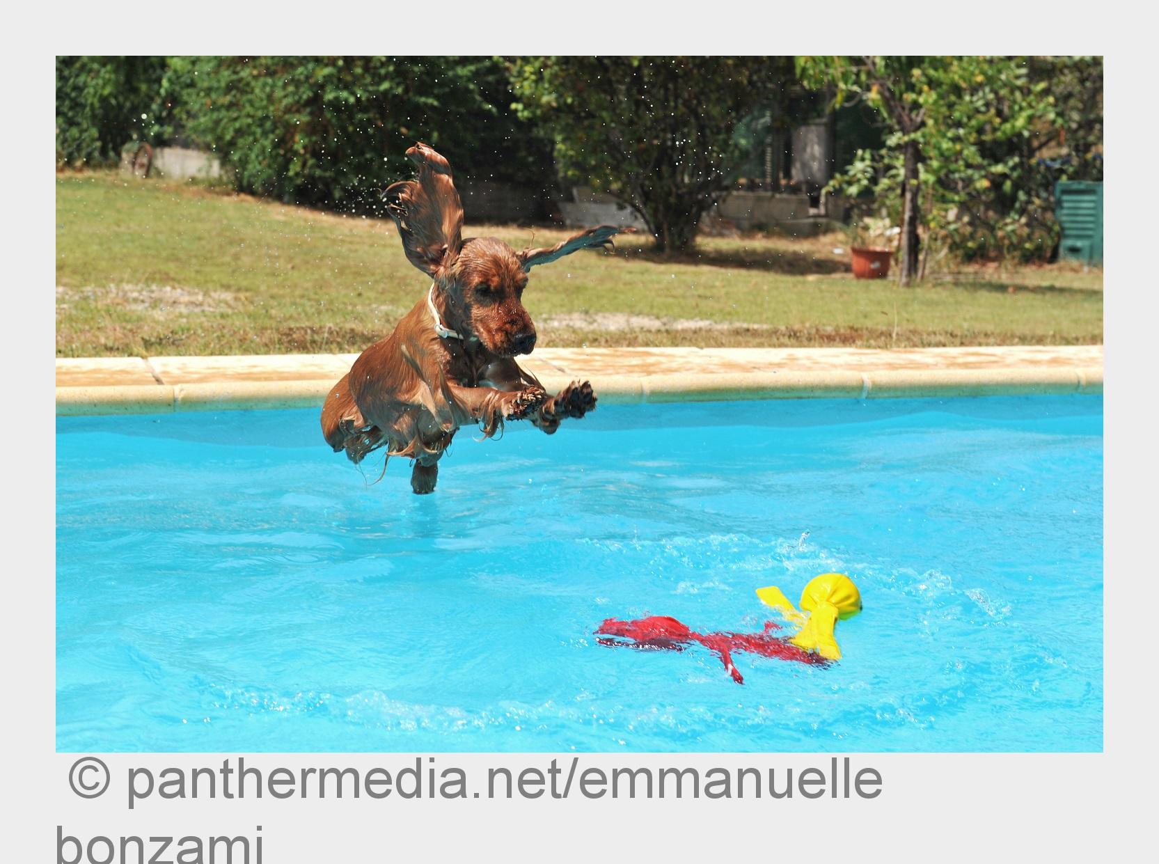 Mit fliegenden Ohren rein in den Urlaubsspaß(Bildquelle:©panthermedia.net/emmanuelle bonzami)