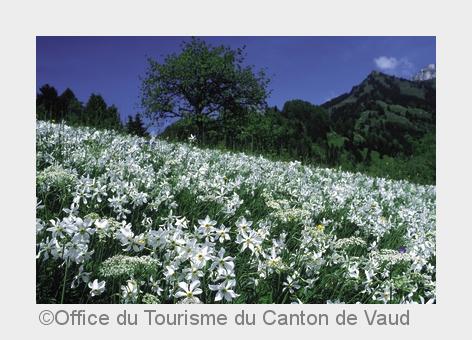 Naturspektakel: Bald blüht der Maischnee im Genferseegebiet (Bildquelle: Office du Tourisme du Canto
