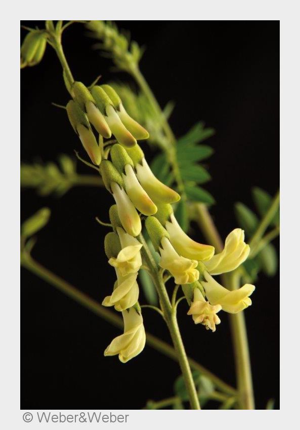 Der Pflanzenextrakt Astragalus membranaceus (Allvent) macht stark gegen Heuschnupfen (Bildquelle:©We