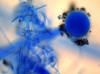 Schimmelpilz-Sporen  Bild: Enius
